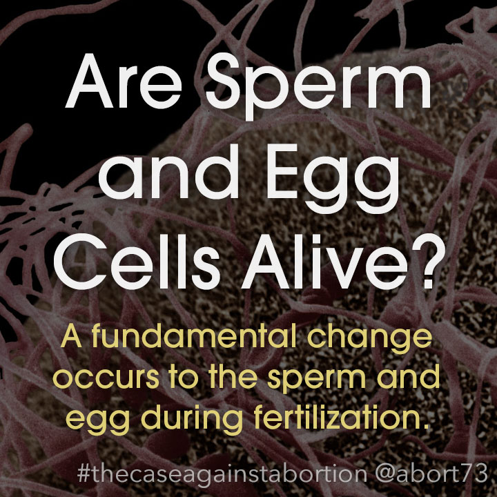 Are Sperm and Egg Cells Alive?: A fundamental change occurs to the sperm and egg during fertilization.