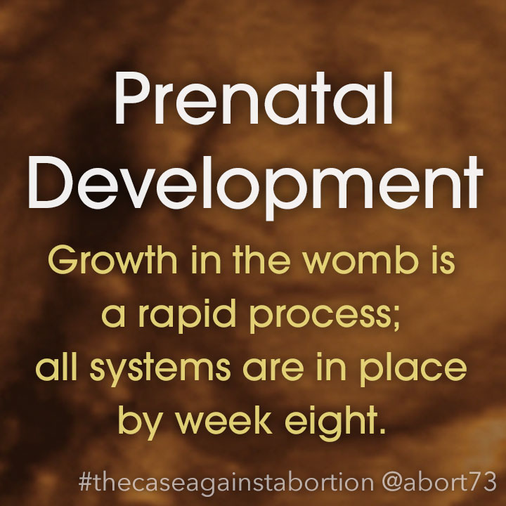 Prenatal Development: Growth in the womb is a rapid process; all systems are in place by week eight.
