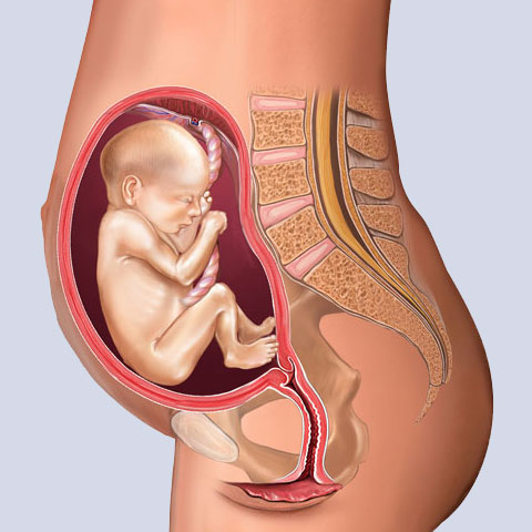 20 week fetus