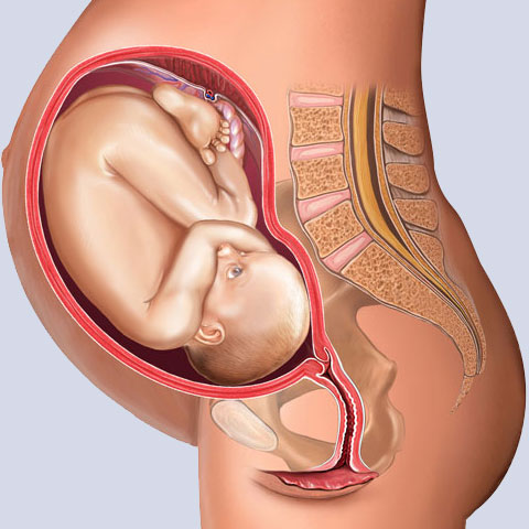 32 week fetus