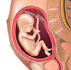 16 week fetus