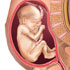 20 week fetus
