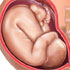 38 week fetus